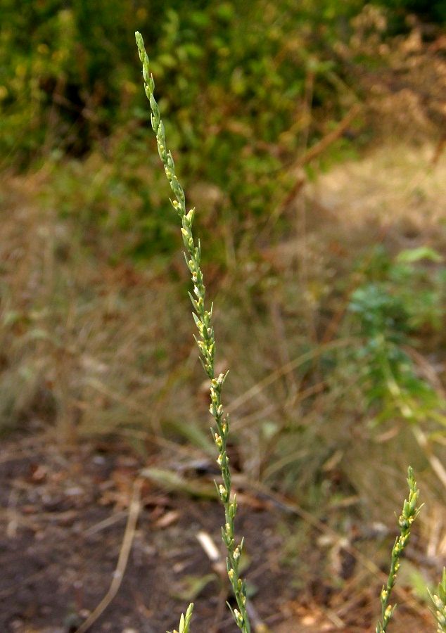 Image of Thymelaea passerina specimen.