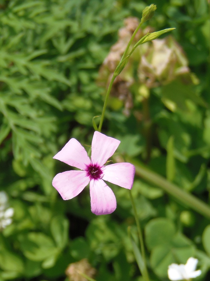 Image of Eudianthe coeli-rosa specimen.