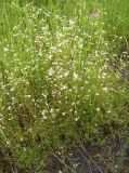 Galium palustre. Цветущие растения среди осоковых зарослей. Ленинградская обл., Тосненский р-н, окр. ст. Рябово, зарастающий карьер. 23.06.2009.