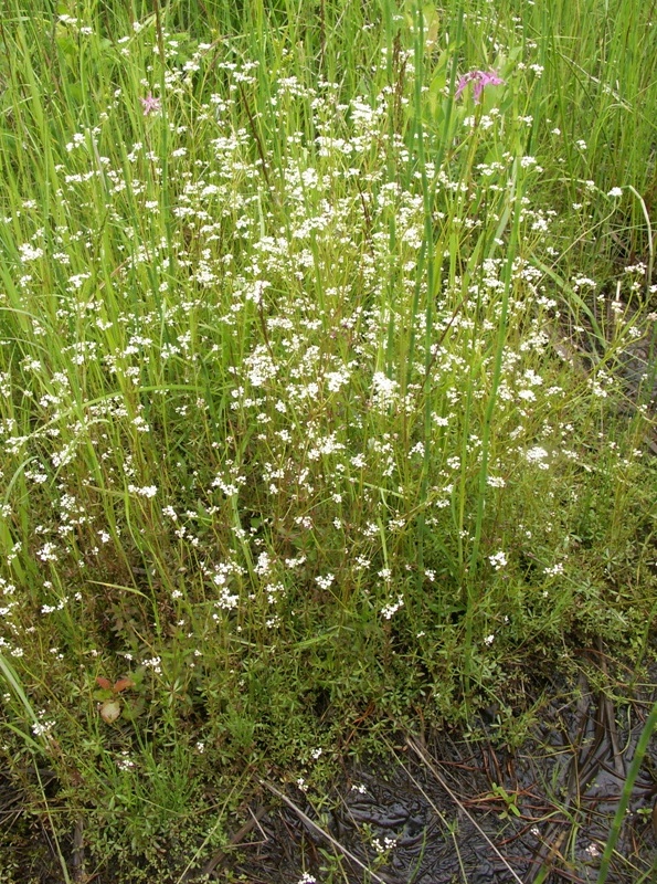 Image of Galium palustre specimen.