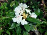 Rhododendron caucasicum. Верхушка побега с соцветием. Карачаево-Черкесия, окр. пос. Архыз, хребет Абишира-Ахуба, опушка березняка (выс. около 1700 м н.у.м.). 17.06.2015.