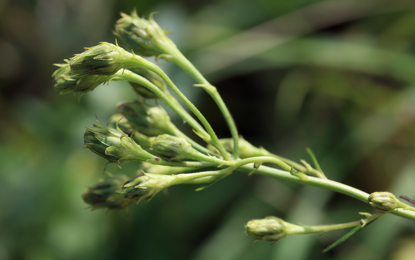 Изображение особи Hieracium umbellatum.