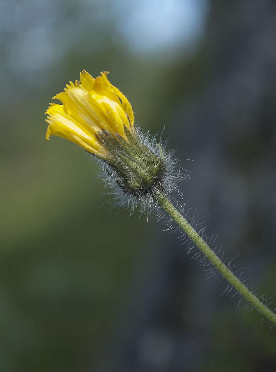 Изображение особи Hieracium subflexicaule.