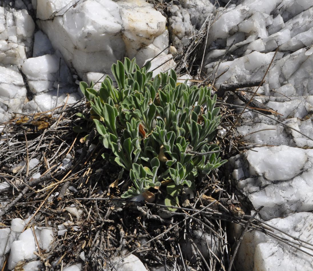 Изображение особи Silene flavescens ssp. thessalonica.