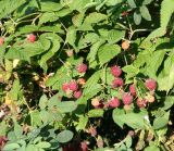 Rubus idaeus