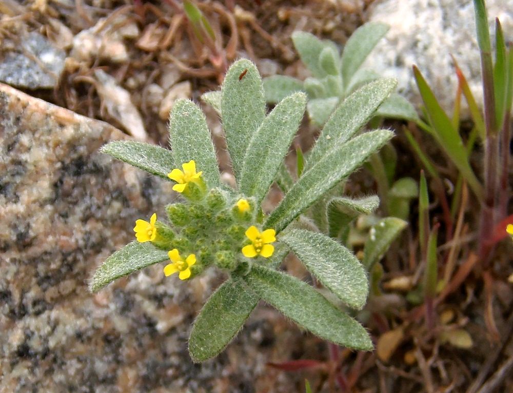 Image of genus Alyssum specimen.