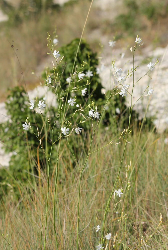 Изображение особи Anthericum ramosum.