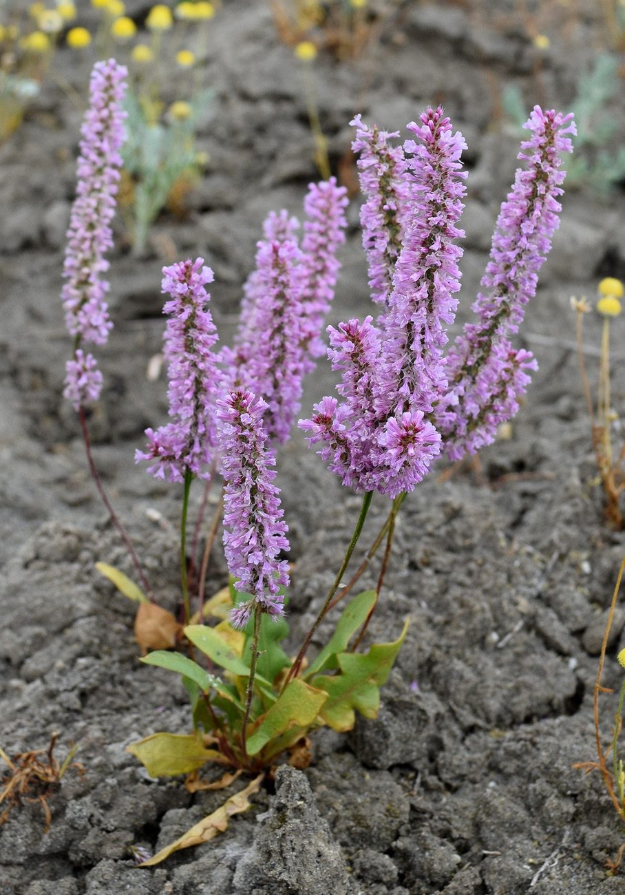 Изображение особи Psylliostachys suworowii.