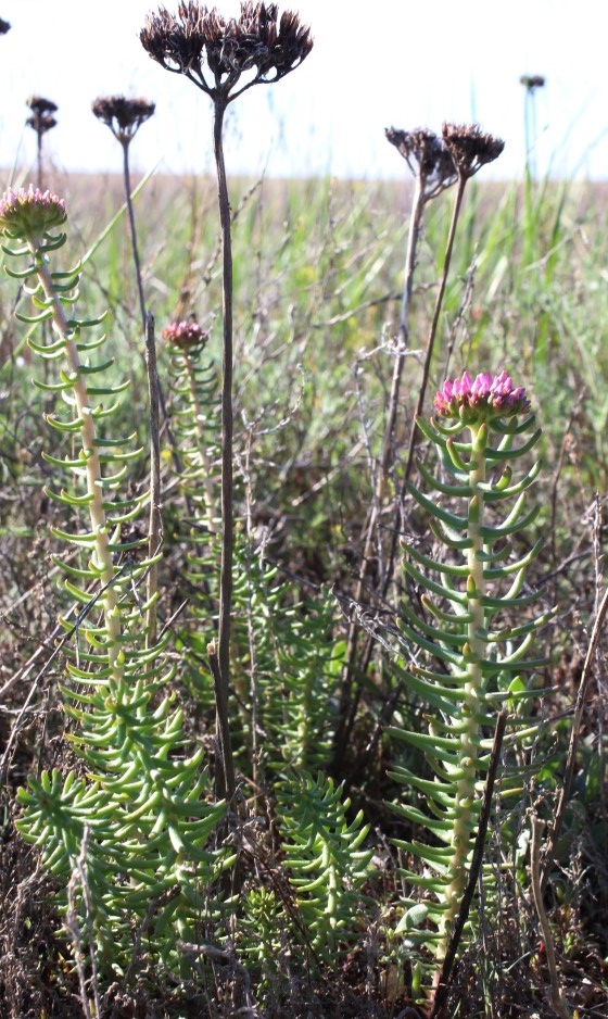 Изображение особи Pseudosedum lievenii.