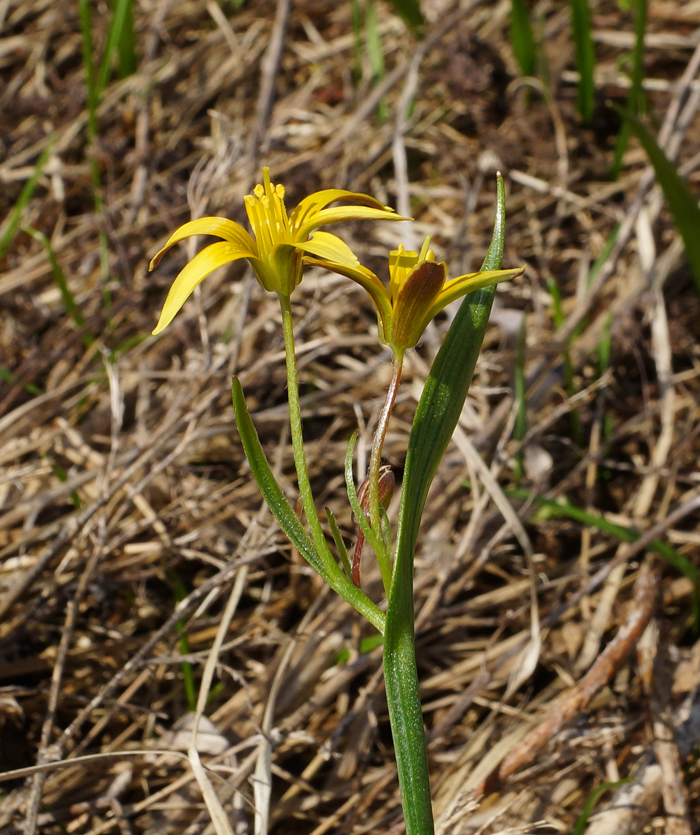 Image of genus Gagea specimen.