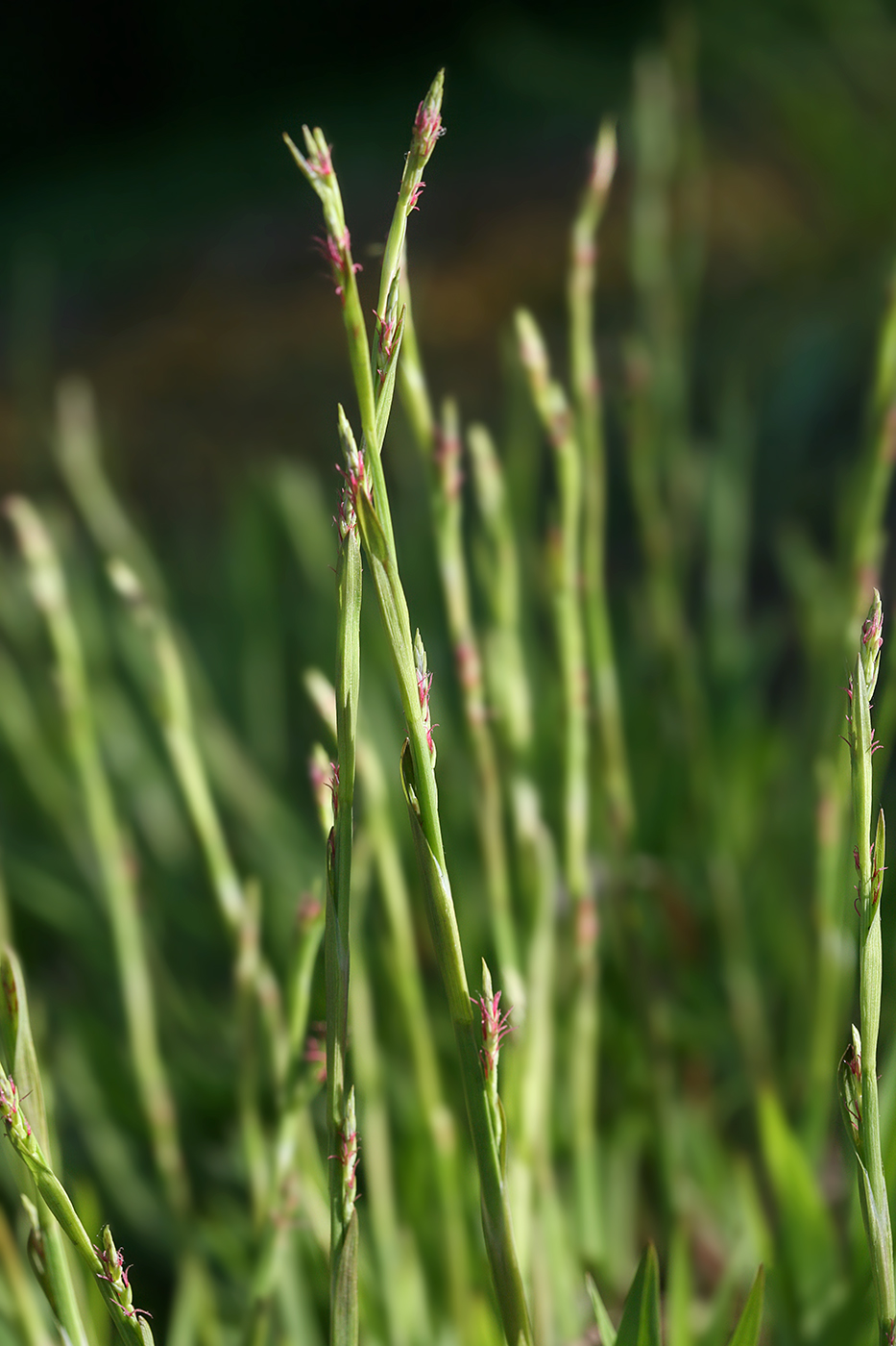 Image of Carex siderosticta specimen.