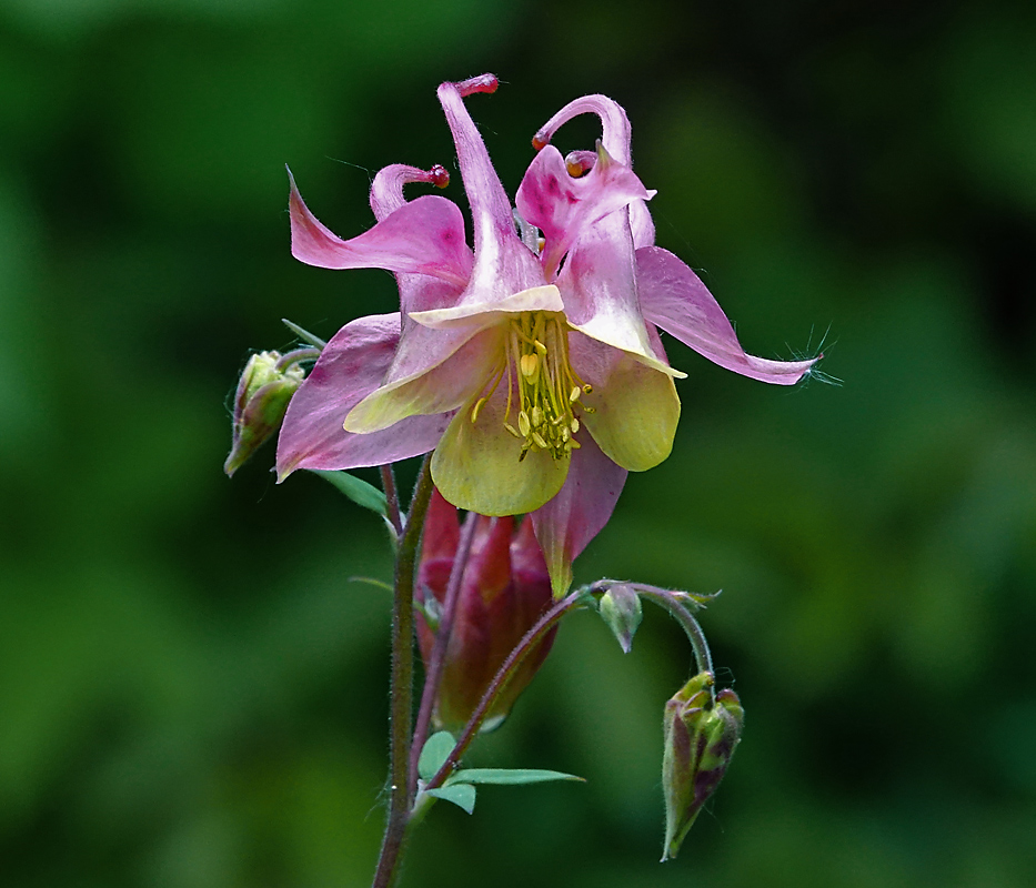 Image of Aquilegia vulgaris specimen.