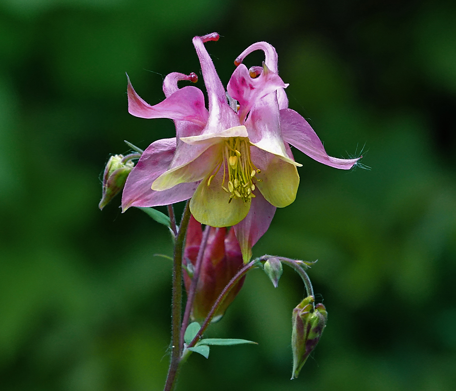 Изображение особи Aquilegia vulgaris.