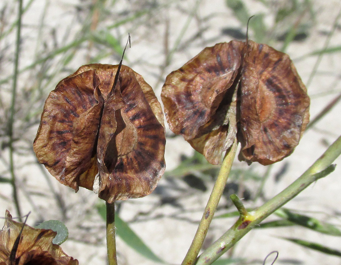 Изображение особи Rindera tetraspis.