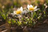 Dryas oxyodonta