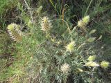 Astragalus lagurus