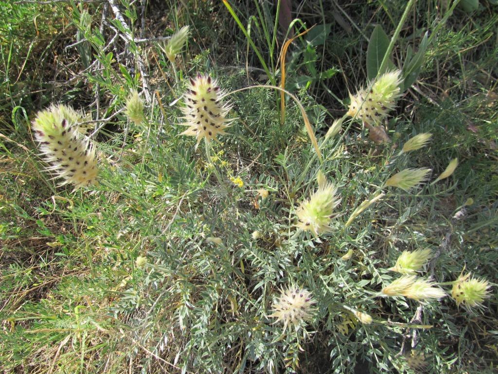 Изображение особи Astragalus lagurus.