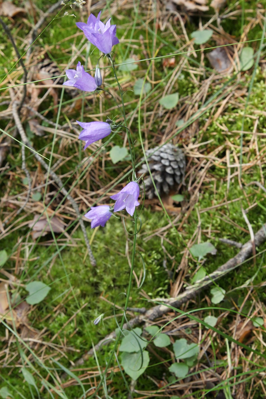 Изображение особи Campanula rotundifolia.