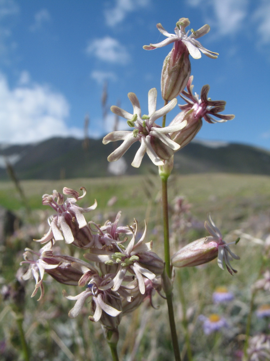 Image of Silene graminifolia specimen.