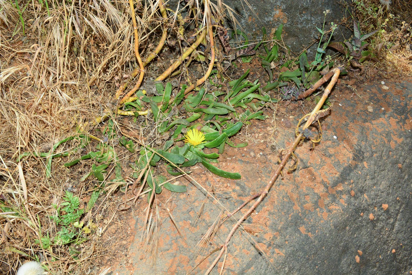 Image of Glottiphyllum linguiforme specimen.