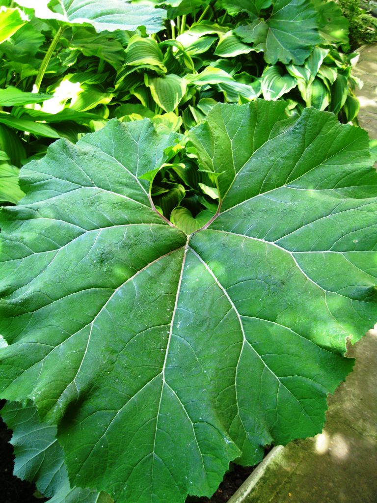 Image of Petasites hybridus specimen.