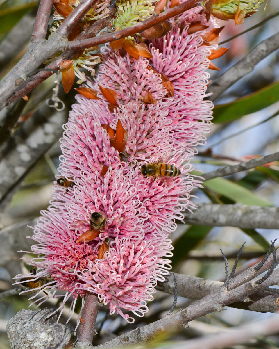 Image of Hakea multilineata specimen.