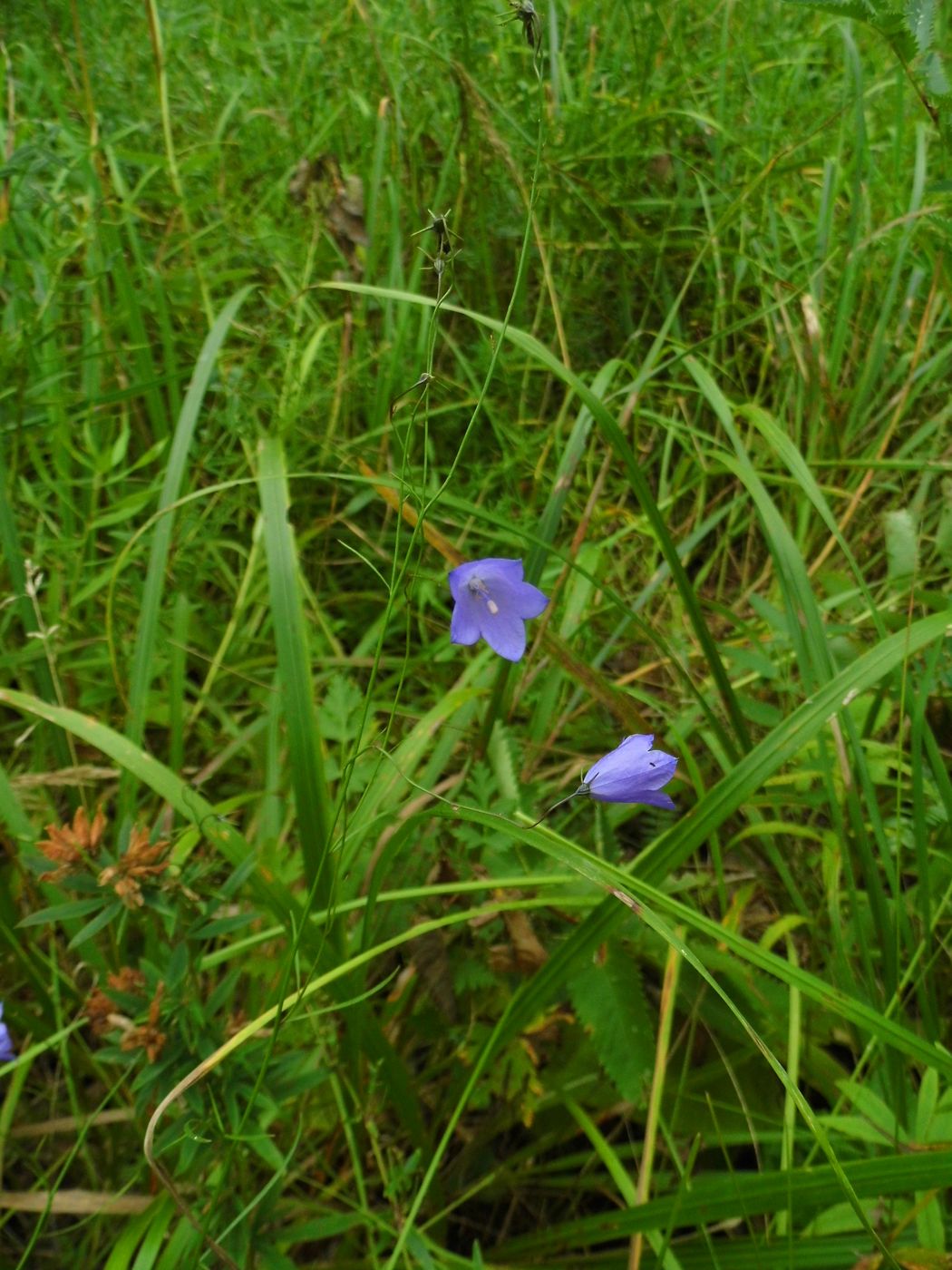 Изображение особи Campanula rotundifolia.