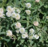 Trifolium montanum. Верхушки цветущих растений. Московская обл., Истринский р-н, Павловская слобода, луг. 09.06.2007.