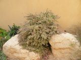 Euphorbia tithymaloides. Цветущее растение. Израиль, впадина Мертвого моря, киббуц Эйн-Геди. 23.04.2017.