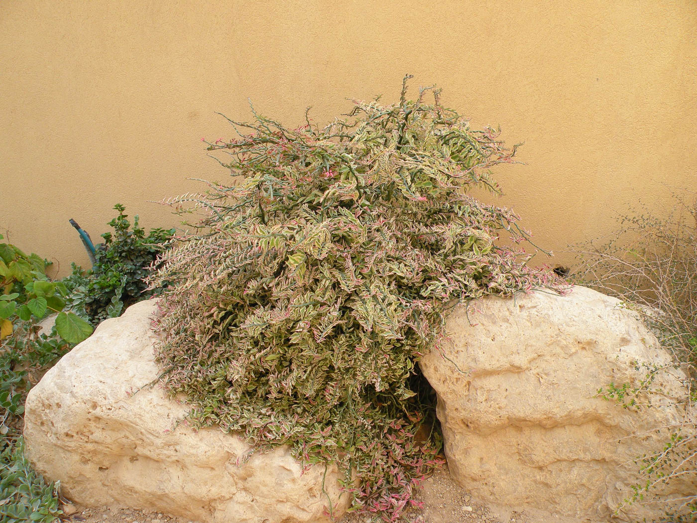 Image of Euphorbia tithymaloides specimen.