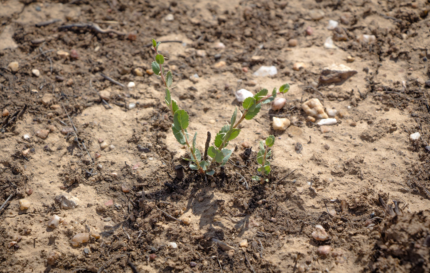 Image of Rosa berberifolia specimen.