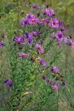 Symphyotrichum novae-angliae