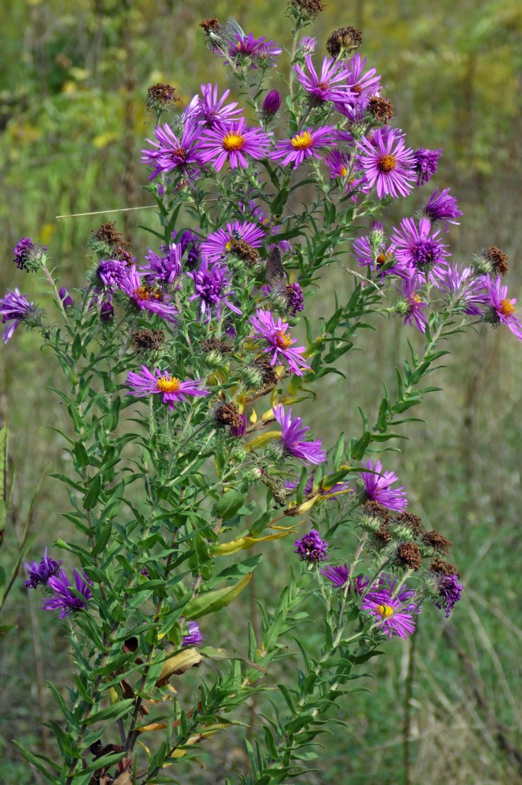 Изображение особи Symphyotrichum novae-angliae.