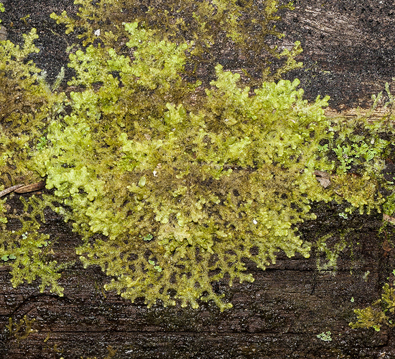 Image of Ptilidium pulcherrimum specimen.