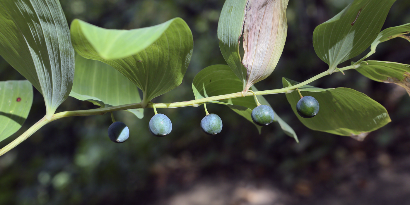 Изображение особи Polygonatum odoratum.