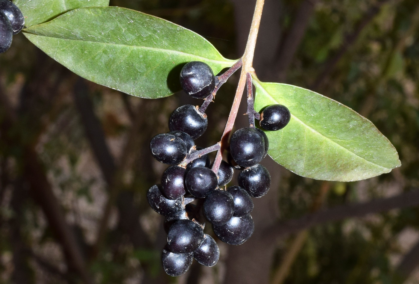 Image of Ligustrum vulgare specimen.