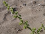 Salsola pontica