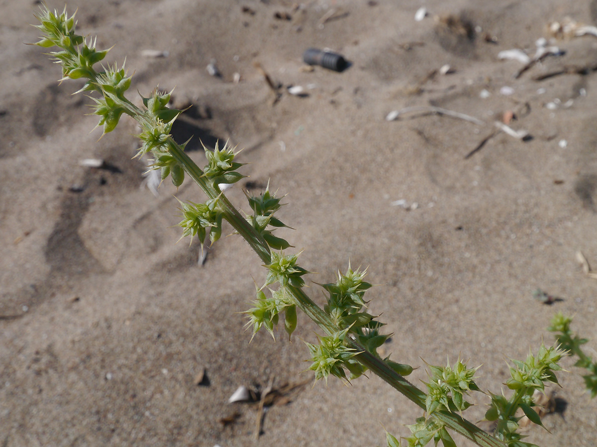 Image of Salsola pontica specimen.