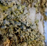 Hypogymnia physodes. Часть таллома (var. casidioformis) на стволе берёзы. Башкортостан, Белорецкий р-н, Верхнеавзянский сельсовет, окр. с. Исмакаево, хр. Большой Шатак, ≈ 1000 м н.у.м, разреженный лиственный лес с преобладанием берёзы. 5 ноября 2017 г.