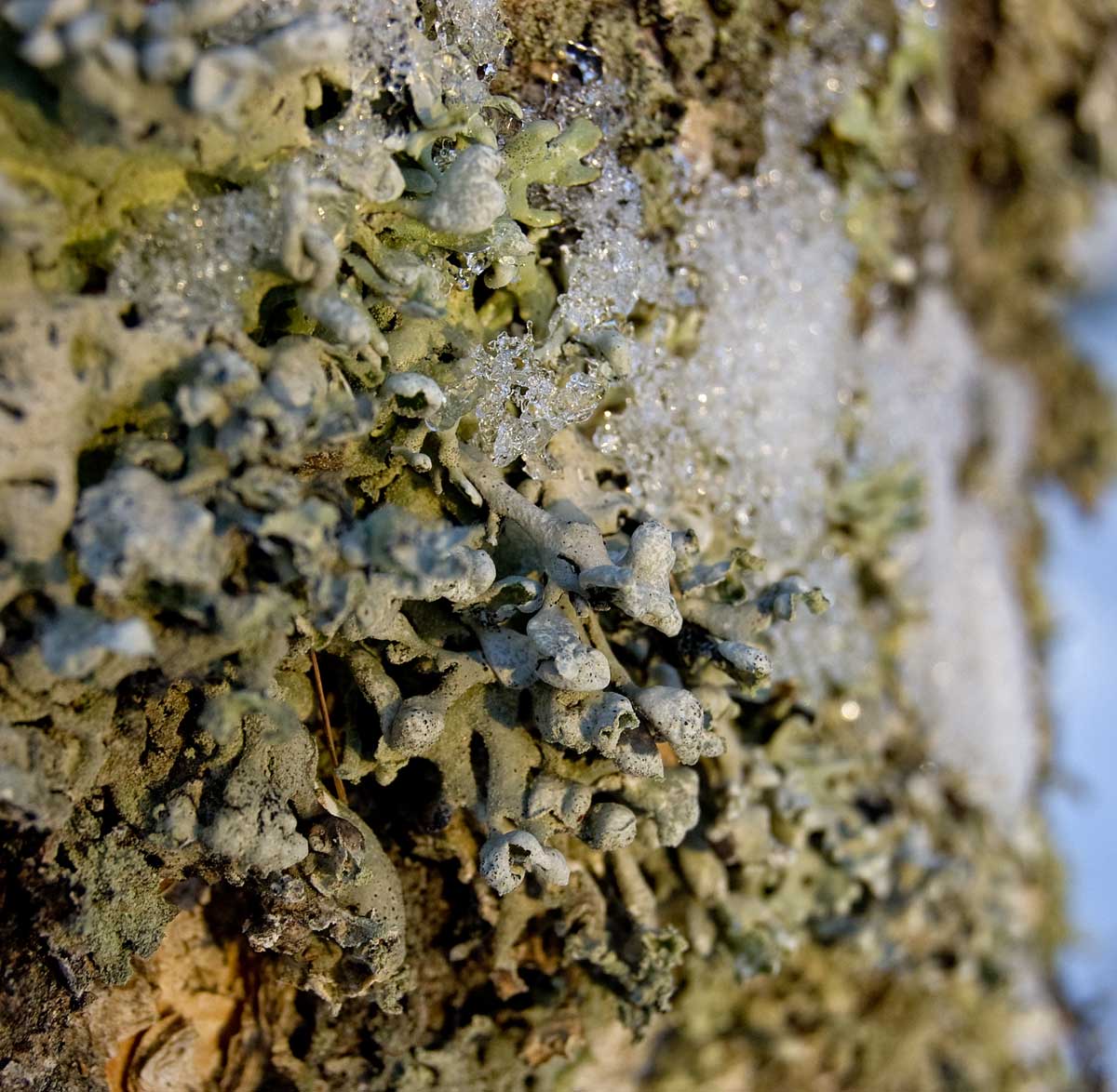 Изображение особи Hypogymnia physodes.