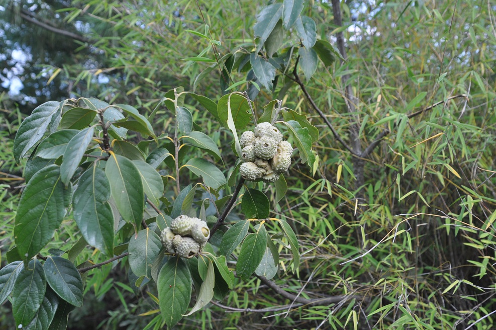 Image of genus Lithocarpus specimen.