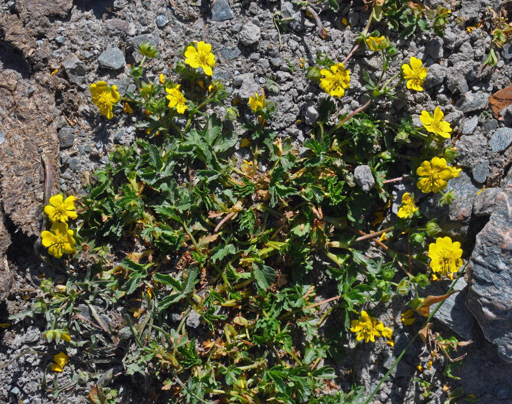 Image of genus Potentilla specimen.