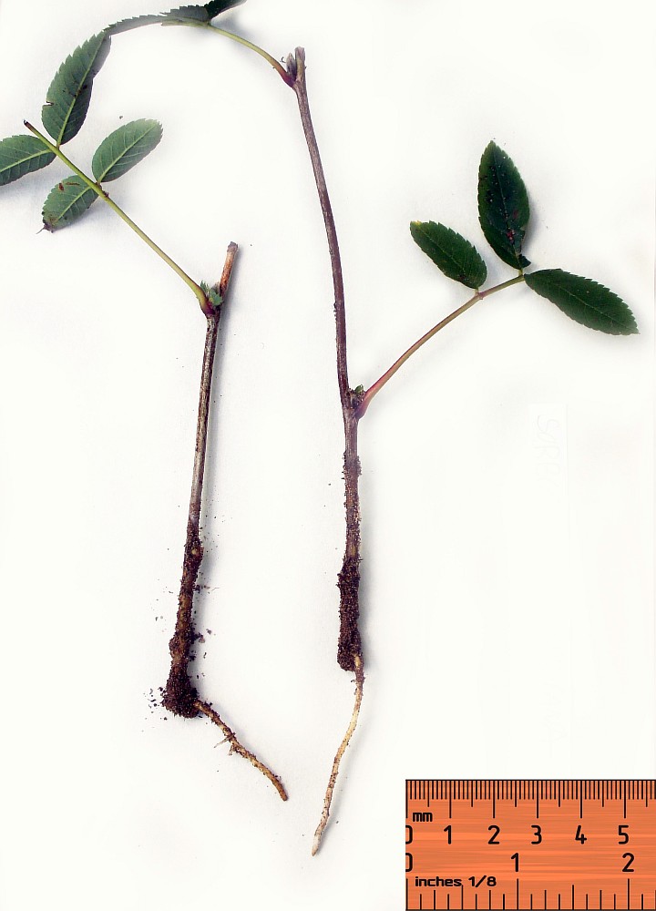 Изображение особи Sorbus esserteauiana.