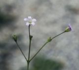 Gypsophila perfoliata