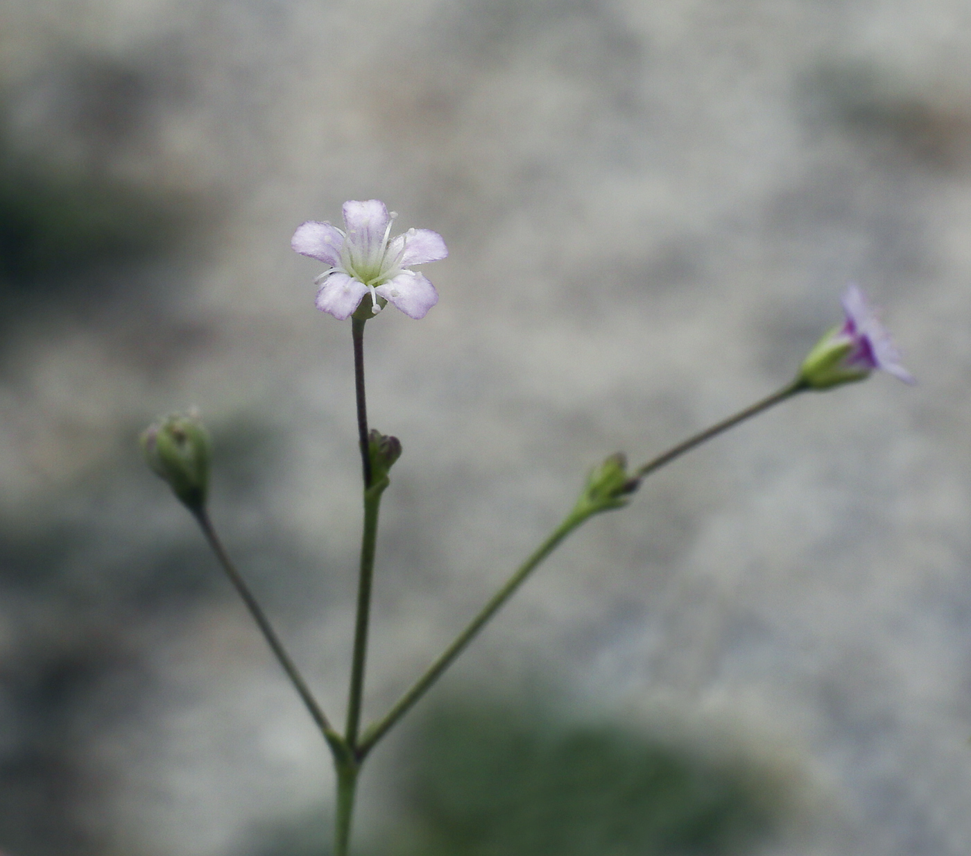 Image of Gypsophila perfoliata specimen.