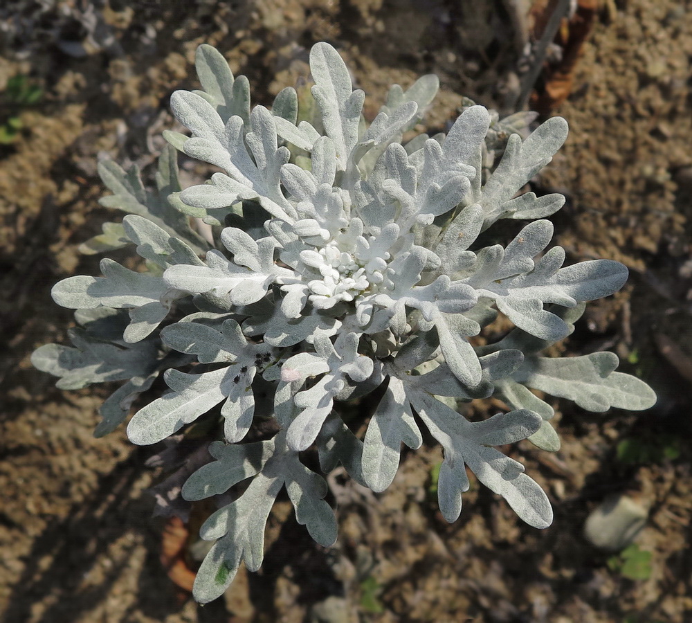 Изображение особи Artemisia stelleriana.