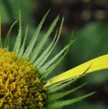 Doronicum carpaticum