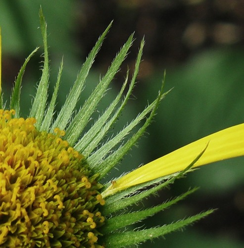 Изображение особи Doronicum carpaticum.