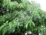 Pipturus argenteus. Ветви с соцветиями. Австралия, г. Брисбен, частная застройка, уличное озеленение. 31.12.2015.