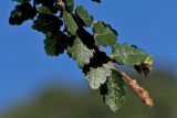 Zelkova abelicea